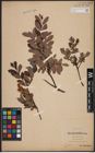 Foto von Salix aurita L. x Salix myrtilloides L.